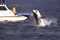 Great White shark breaching