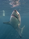 Great white shark from dive cage