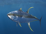Yellowfin Tuna - Pelagic shark trip