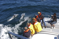 Dolphins alongside the boat