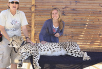 Cheetah at Spier Estate