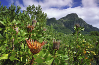 Proteas and fynbos