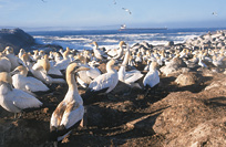 Cape Gannets
