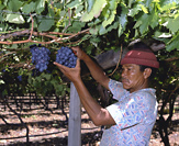 Picking grapes in the vineyard