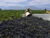 Harvesting grapes in the vineyard