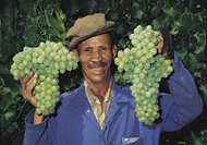 Harvesting grapes in Paarl