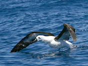 Indian Yellow-nosed albatross