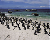 Boulders Beach and Penguins
