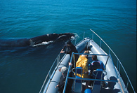 Whale watching boat trip