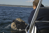 Close encounter with a whale