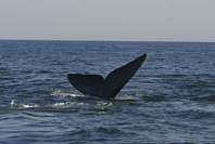 Whale watching in False Bay