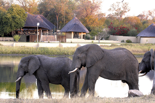 Elephant herd at Arathusa Safari Lodge