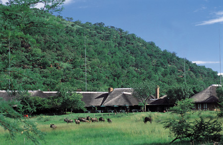 Bakubung Bush Lodge and grazing Wildebeest
