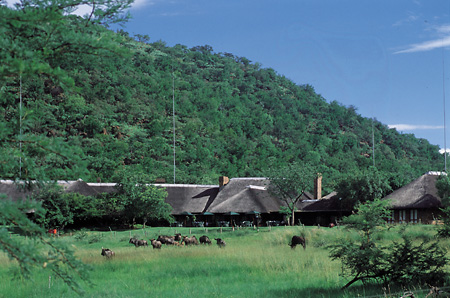 Bakubung Bush Lodge and grazing Wildebeest