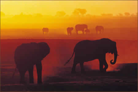 Elephants at sunset