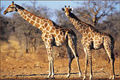 Giraffes in Pilanesberg