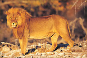 Pilanesberg Lion