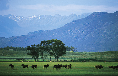 Black Wildebeests on the reserve at Bartholomeus Klip