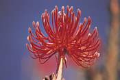 Pin Cushion Protea