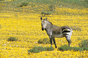 Cape Mountain Zebra and wild flowers at Bushmans Kloof Wilderness Reserve, South Africa