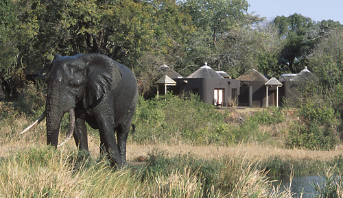 Elephant in front of camp