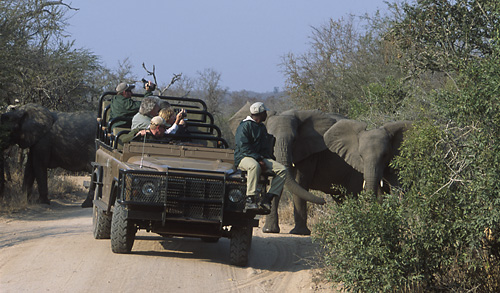 Elephant road block