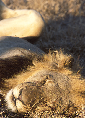 Lion at rest