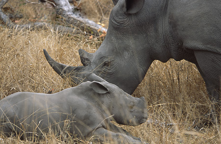 White Rhino with calf