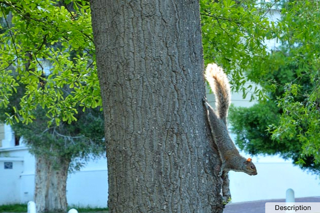 Tree squirrel in the Company Gardens