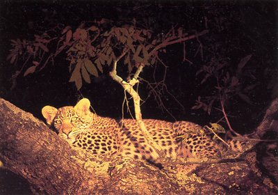 Leopard sighting on a night drive