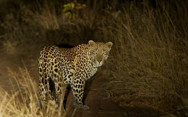 Leopard seen around Cheetah Plains