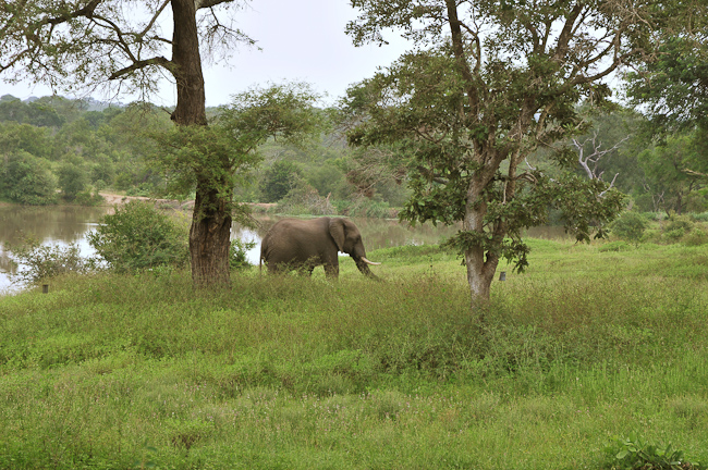 Elephant in front of camp