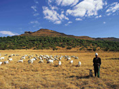 Goats and herdsman, near Barkly East, Eastern Cape