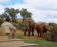Elephants at Addo