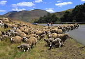 Sheep farm near Elliott, Eastern Cape, South Africa