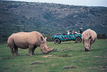 White Rhinos, Shamwari Game Reserve, Eastern Cape