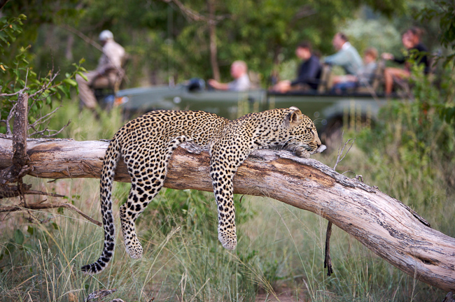 Leopard seen on Game Drives