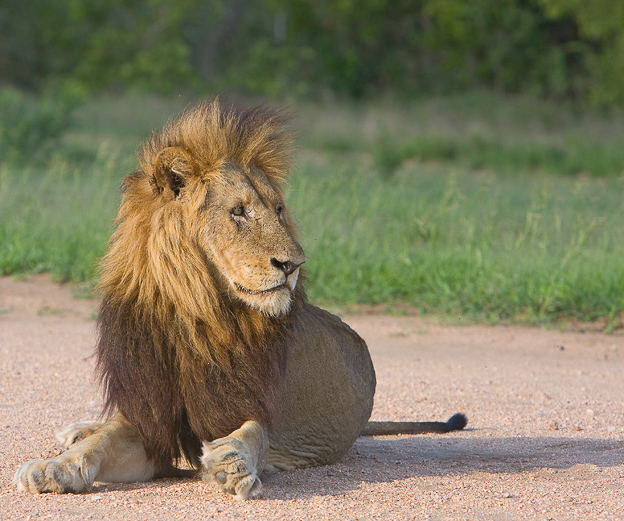 Lion at Elephant Plains