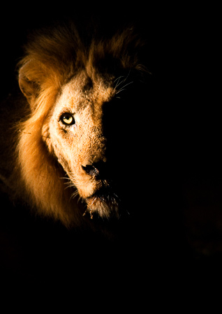 Lion seen at night