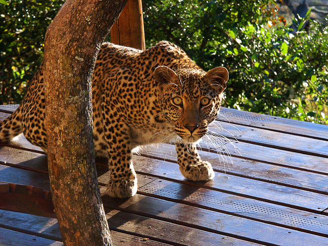 Leopard seen at Elephant Plains