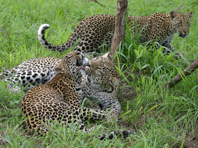 Leopards at play at Elephant Plains