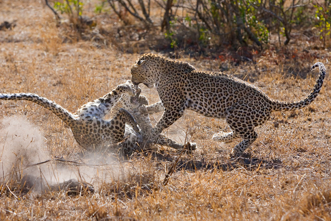 Leopards seen at Elephant Plains Lodge
