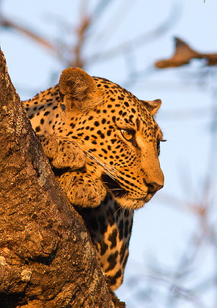 Leopard at Elephant Plains