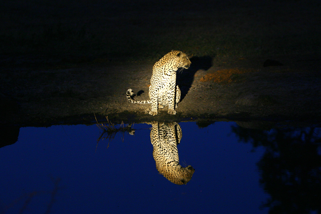 Leopard at Elephant Plains at night