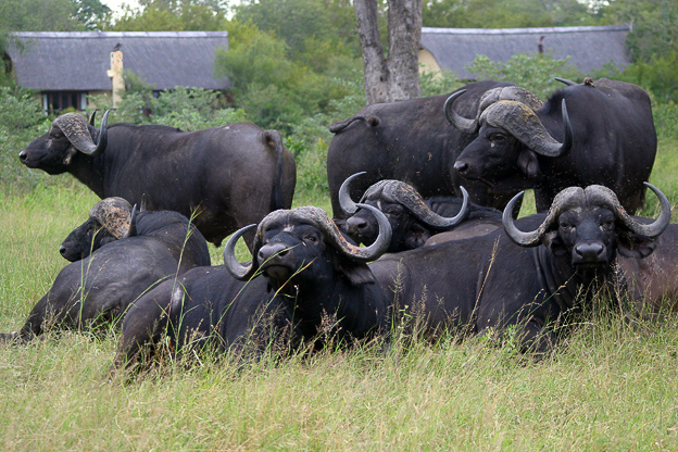 Buffalo seen at Elephant Plains