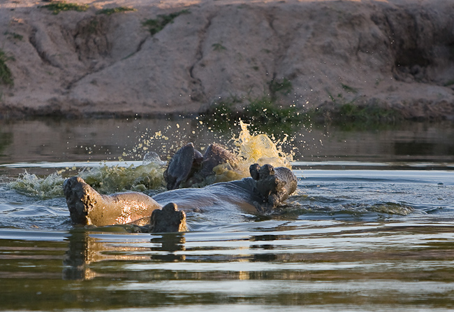 Hippo seen at Elephant Plains