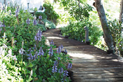 Walkway through the gardens