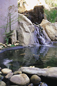 Waterfall and koi pond