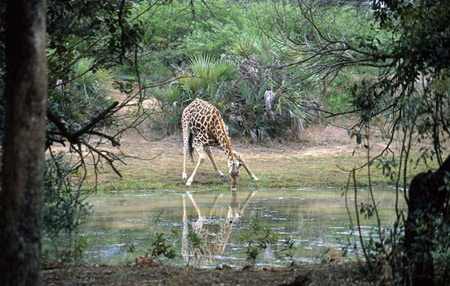 Giraffe drinking 