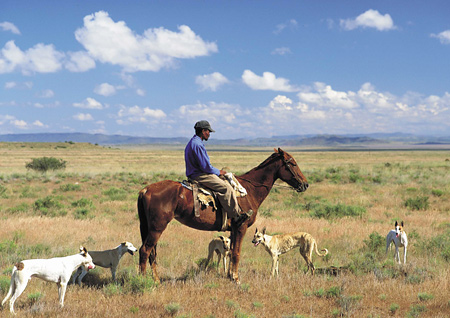 Herdsman with dogs
